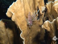 Juvenile Lionfish